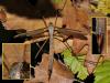 66582 – Photo : Claude54 – Italie