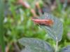 66581 – Photo : Noushka – France (31)
