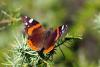 66275 – Photo : Bernard DELEFOSSE – France (84)