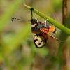 66039 – Photo : Pascal Vigneron – France (52)