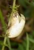 66391 – Photo : Pascal Vigneron – France (52)