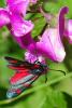 66901 – Photo : Bernard DELEFOSSE – France (26)