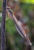 66749 – Photo : Bernard DELEFOSSE – France (84)