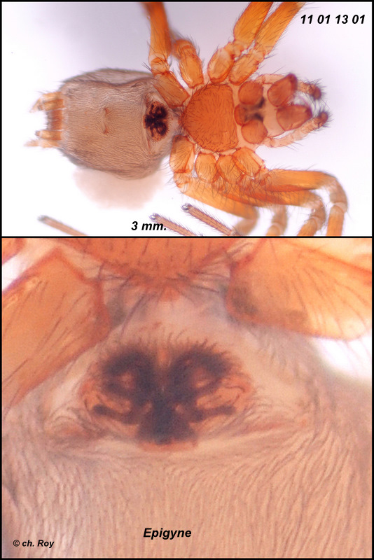 roy - Antistea elegans - réf. 66989 (534 x 800 pixels, 152 ko)