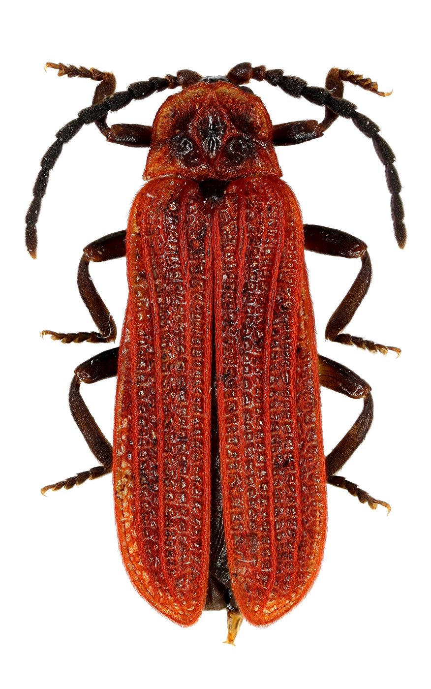 ROUSSET Julien - Benibotarus (Sibetarus) taygetanus - réf. 66912 (876 x 1400 pixels, 210 ko)