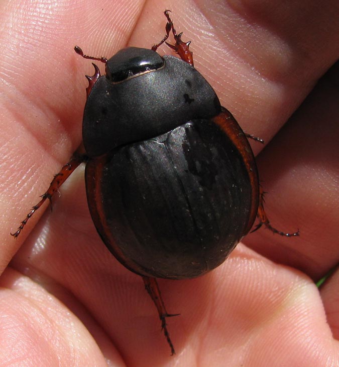 Nicolas Cliquennois - Hexodon sp. - réf. 66587 (675 x 729 pixels, 79 ko)