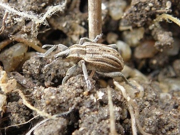 Pascal Pertuzon - Hypera (Hypera) arator - réf. 66403 (600 x 450 pixels, 94 ko)