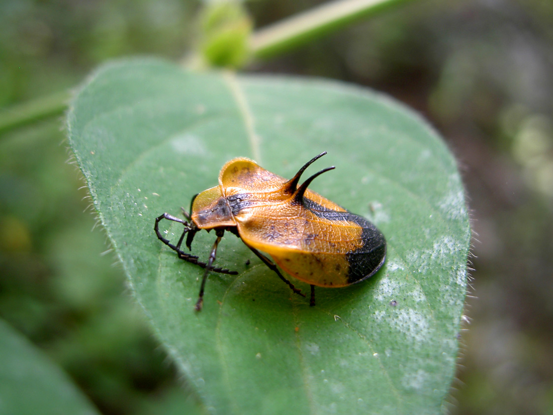 A. Henrard - Lycus sp. - réf. 66428 (1100 x 825 pixels, 218 ko)