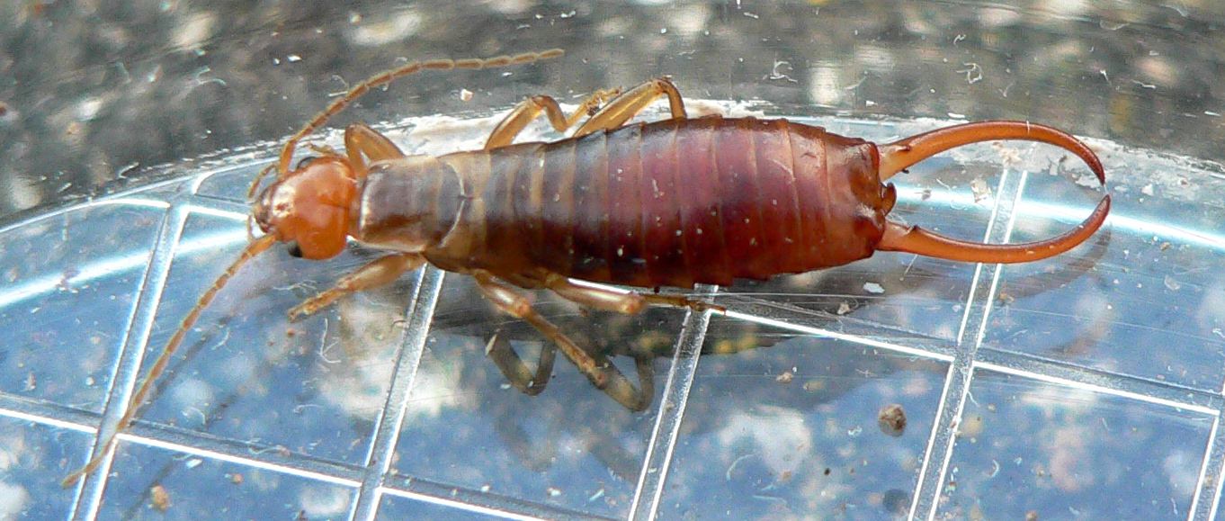 Louis Weitten - Chelidurella acanthopygia - réf. 66769 (1362 x 579 pixels, 152 ko)