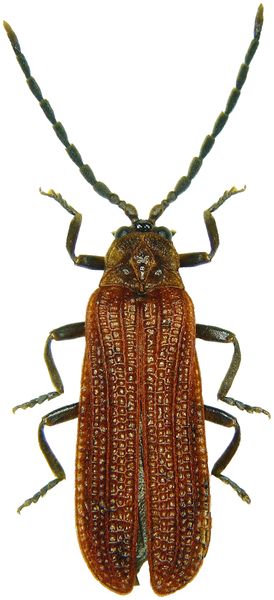 Ludovic FUCHS - Benibotarus (Sibetarus) taygetanus - réf. 66375 (274 x 600 pixels, 52 ko)