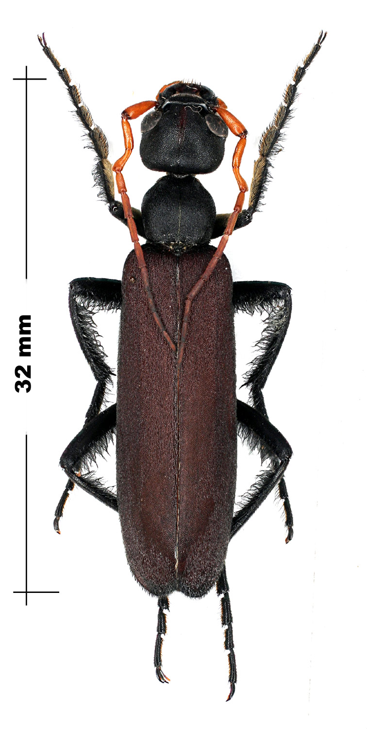 Réf. 66092 — INSECTA > Coleoptera > Meloidae > Psalydolytta