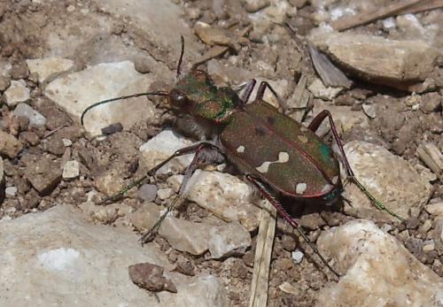 Réf. 67 615 : Cicindela maroccana pseudomaroccana