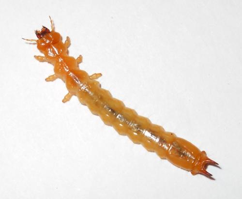 Réf. 67 041 : Pyrochroa coccinea