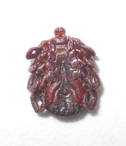 Dermacentor marginatus
