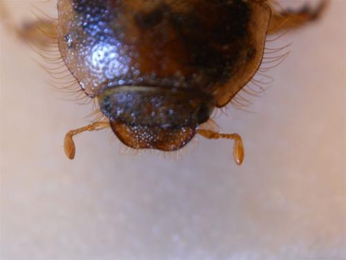 Rhizotrogus aestivus