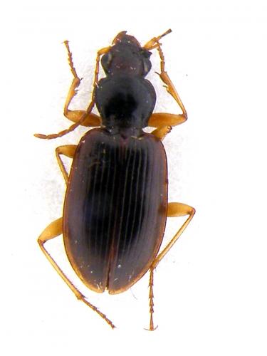 Paranchus albipes
