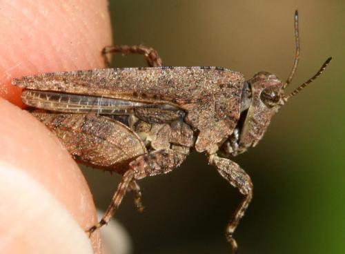 Tetrix sp.
