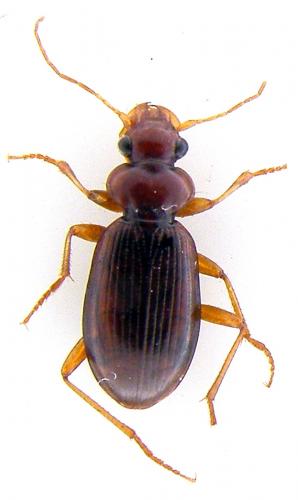 Leistus ferrugineus