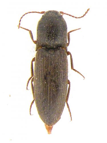 Agriotes sordidus
