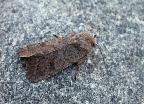 Réf. 67 825 : Orthosia populeti