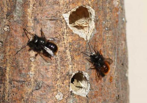 Osmia sp.