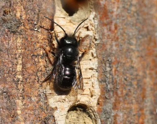 Osmia sp.