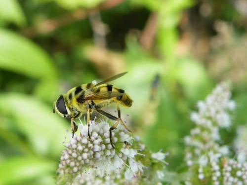 Myathropa florea