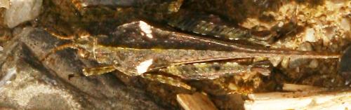 Réf. 67 761 : Tetrix ceperoi ceperoi