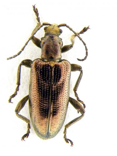 Réf. 67 938 : Plateumaris sericea