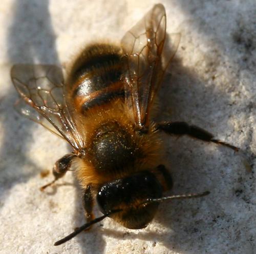 Réf. 67 618 : Andrena sp.
