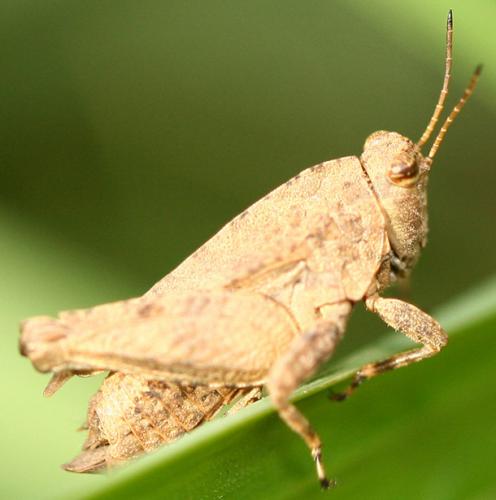 Tetrix sp.