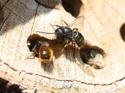 Osmia sp.
