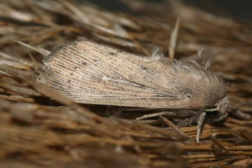 Réf. 67 948 : Leucania obsoleta