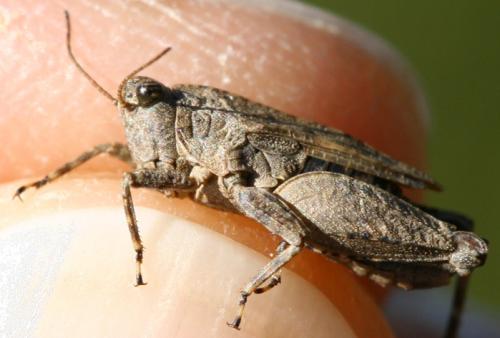 Réf. 67 807 : Tetrix tenuicornis