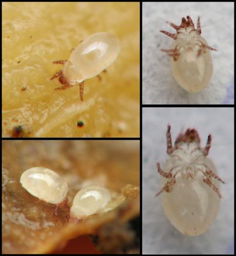 Rhizoglyphus sp.
