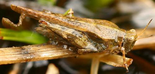 Réf. 67 852 : Tetrix subulata