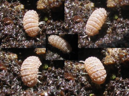 Reductoniscus costulatus