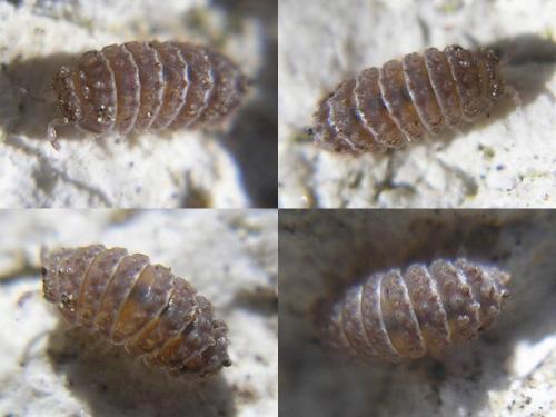 Réf. 67 696 : Reductoniscus costulatus