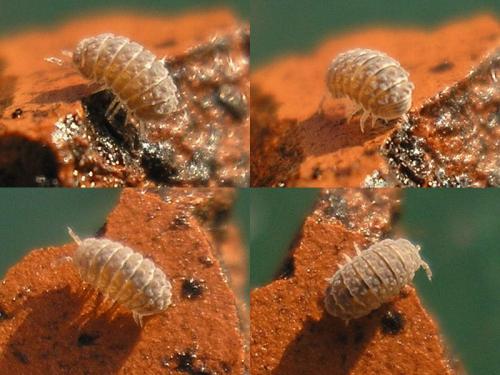 Reductoniscus costulatus