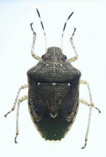 Mormidea cubrosa