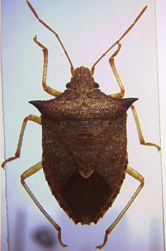 Réf. 67 097 : Euschistus sp.