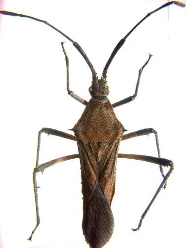 Chariesterus gracilicornis