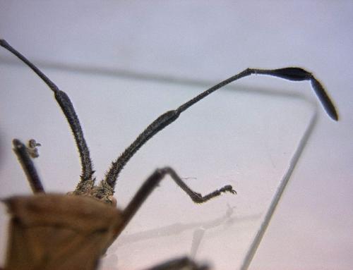 Chariesterus gracilicornis