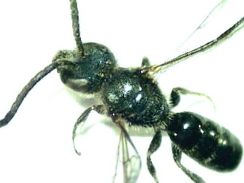 Lasioglossum sp.