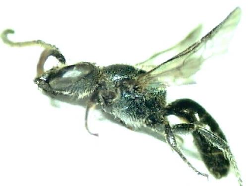 Lasioglossum sp.