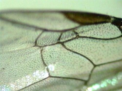 Lasioglossum sp.