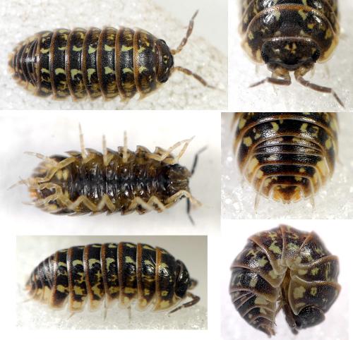 Armadillidium pictum