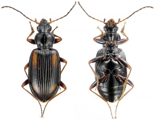 Bembidion sp.