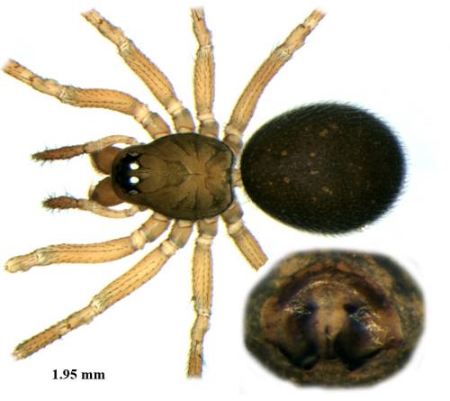 Mermessus trilobatus