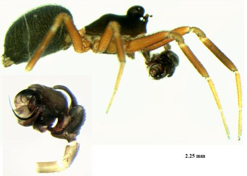 Walckenaeria antica